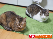 人気ブログランキング