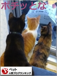 ペットランキング
