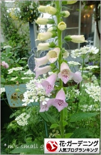 花・ガーデニングランキング