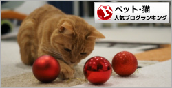 猫ランキング