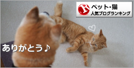 猫ランキング