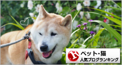 猫ランキング
