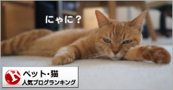 猫ランキング