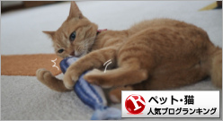 猫ランキング