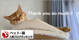 猫ランキング