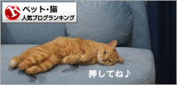 猫ランキング