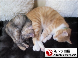 茶トラ白猫ランキング