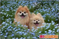 人気ブログランキング