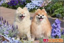 人気ブログランキング