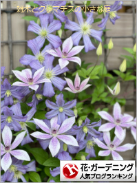 花・ガーデニングランキング