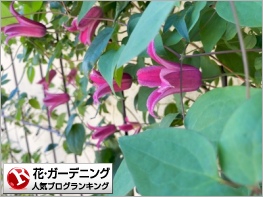 ラナンキュラス ラックス球根の植え付け 多肉棚をプラス 雑木と宿根草とクレマチスの小さな庭づくり