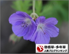 宿根草・多年草ランキング
