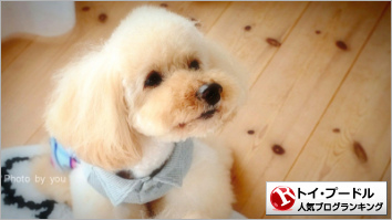 トイ・プードルランキング