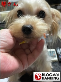 人気ブログランキング