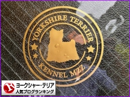 ヨークシャー・テリアランキング