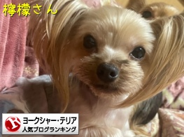 ヨークシャー・テリアランキング
