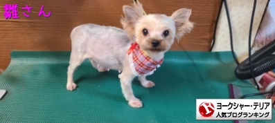 ヨークシャー・テリアランキング