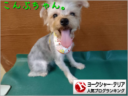 ヨークシャー・テリアランキング