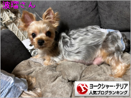 ヨークシャー・テリアランキング