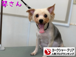 ヨークシャー・テリアランキング