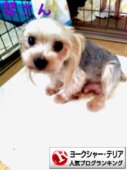 ヨークシャー・テリアランキング