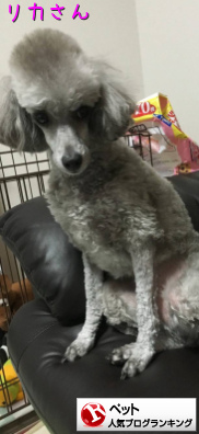 ペットランキング