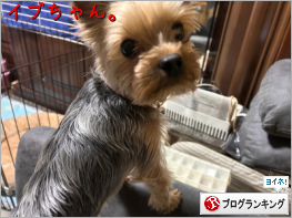 人気ブログランキング