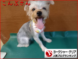 ヨークシャー・テリアランキング