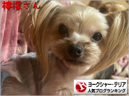 ヨークシャー・テリアランキング