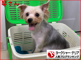 ヨークシャー・テリアランキング