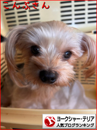 ヨークシャー・テリアランキング