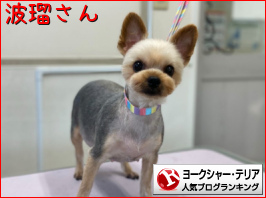 ヨークシャー・テリアランキング