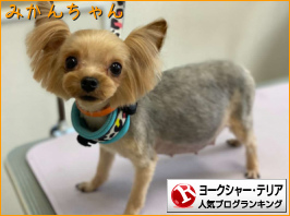 ヨークシャー・テリアランキング