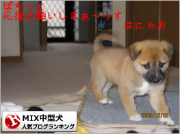 MIX中型犬ランキング
