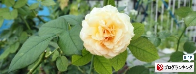 人気ブログランキング