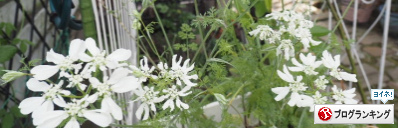 人気ブログランキング