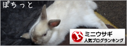 ミニウサギランキング