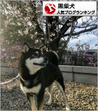 黒柴犬ランキング