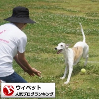 ウィペットランキング