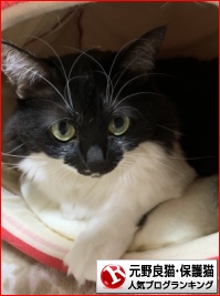 元野良猫・保護猫ランキング