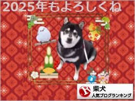 柴犬ランキング