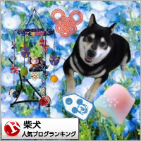 柴犬ランキング