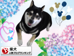 柴犬ランキング