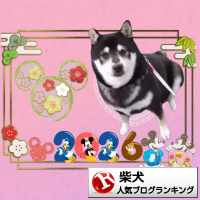 柴犬ランキング