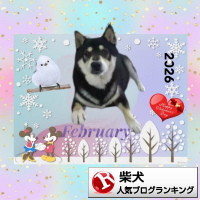 柴犬ランキング