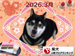 柴犬ランキング