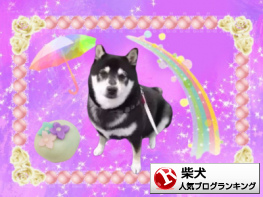 柴犬ランキング