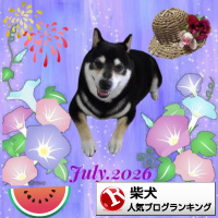 柴犬ランキング