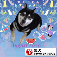 柴犬ランキング