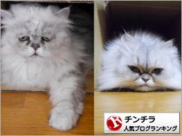 チンチラランキング